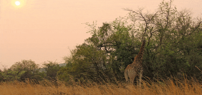 Johannesburg : prenájom súkromného lietadla 