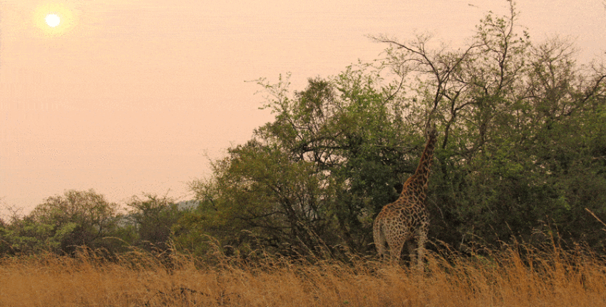 Johannesburg : prenájom súkromného lietadla 
