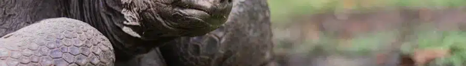 Alphonse : Prenájom súkromného lietadla