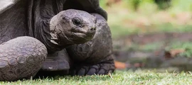 Coetivy : prenájom súkromného lietadla