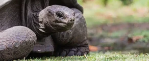 Alphonse : Prenájom súkromného lietadla