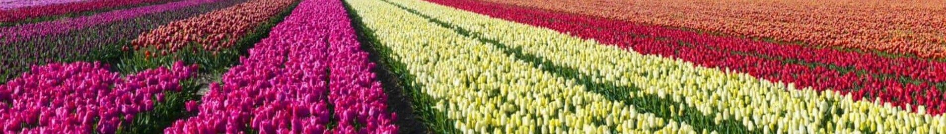 Hoogeveen: súkromné letisko