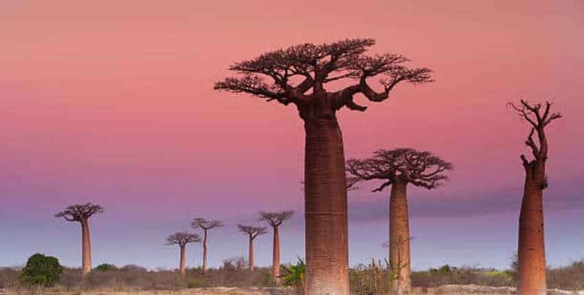 Madagaskar : Prenájom súkromného lietadla