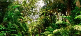 Trinidad Piarco : prenájom súkromného lietadla