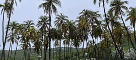 Mustique : prenájom súkromného lietadla