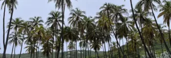 Ténérife Sud : vallée luxuriante de verdure.