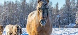 Tver Migalovo: prenájom súkromného lietadla
