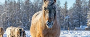 Jakutsk : prenájom súkromného lietadla
