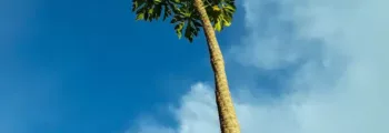 Côte d'Ivoire : location de jet privé